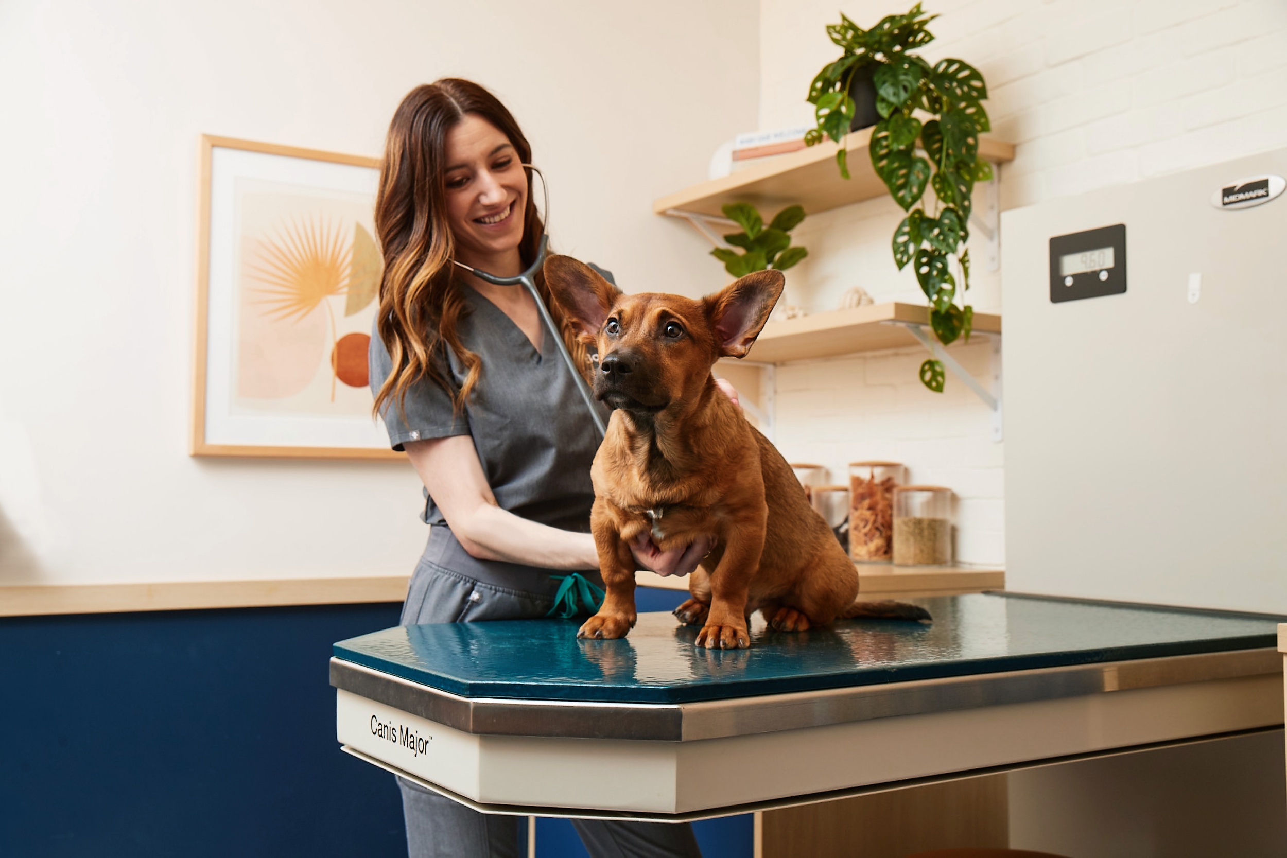 Veterinarian with a dog and a client in an exam room
