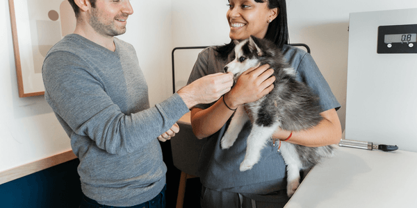 How To Brush Your Dog’s Teeth