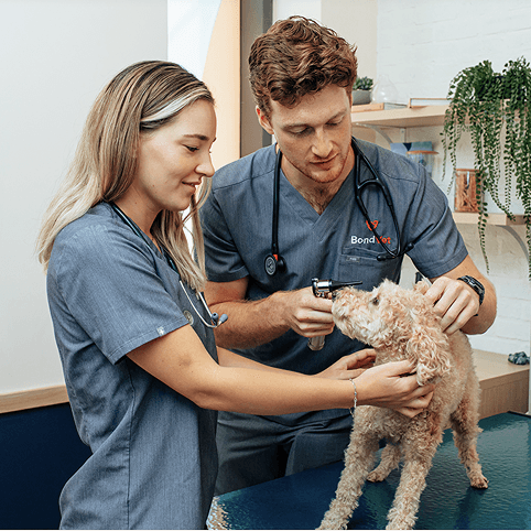 Veterinary Technician
Opportunities