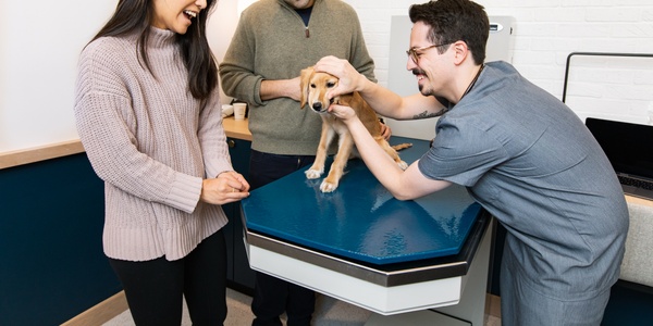 Q&A: Common Questions about Dental Cleanings for Pets