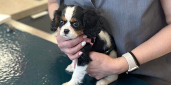 Celebrating Our Veterinarians: The Heart of Animal Care