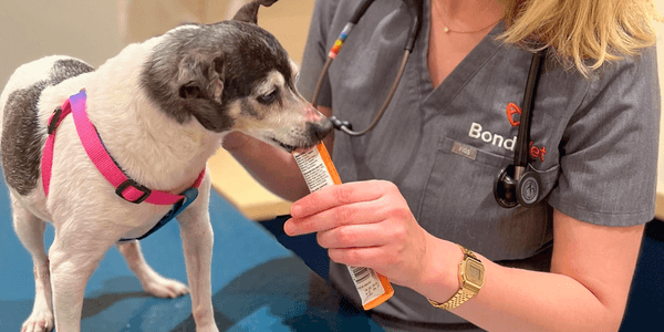 Women’s History Month: Reflecting on the Women Shaping Veterinary Medicine